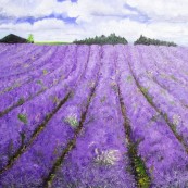 Snowshill Lavender Fields2 Preview