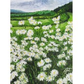 Daisies at Vale Farm Preview